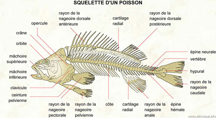 Squelette d'un poisson (Dictionnaire Visuel)